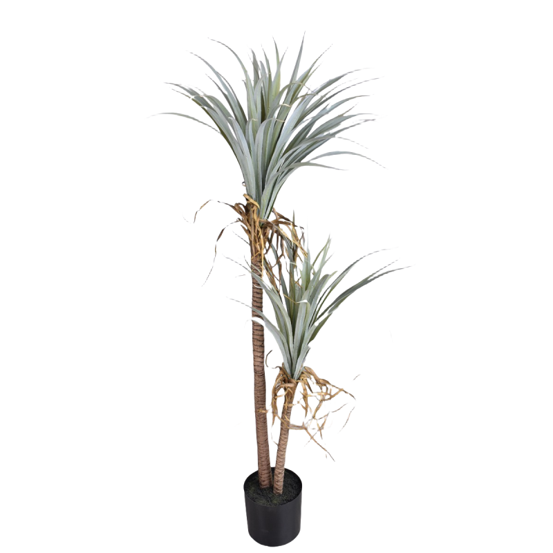 Dragon Blood Yucca Artificial  - đánh giá và giá Dracaena Marginata