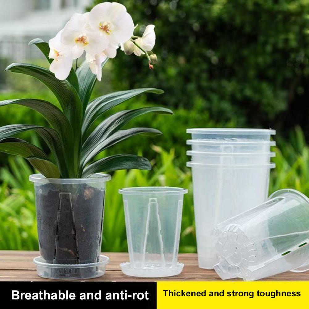 Plastic Root Control Transpare - đánh giá và giá Aloe Vera Pot