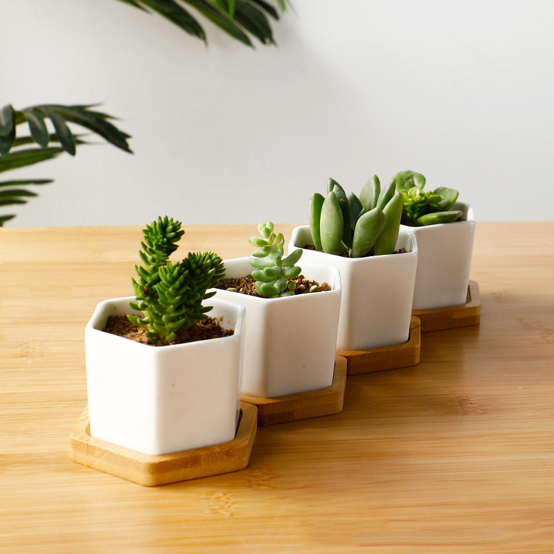 Ceramic Flowerpot White Hexago - đánh giá và giá Aloe Vera Pot