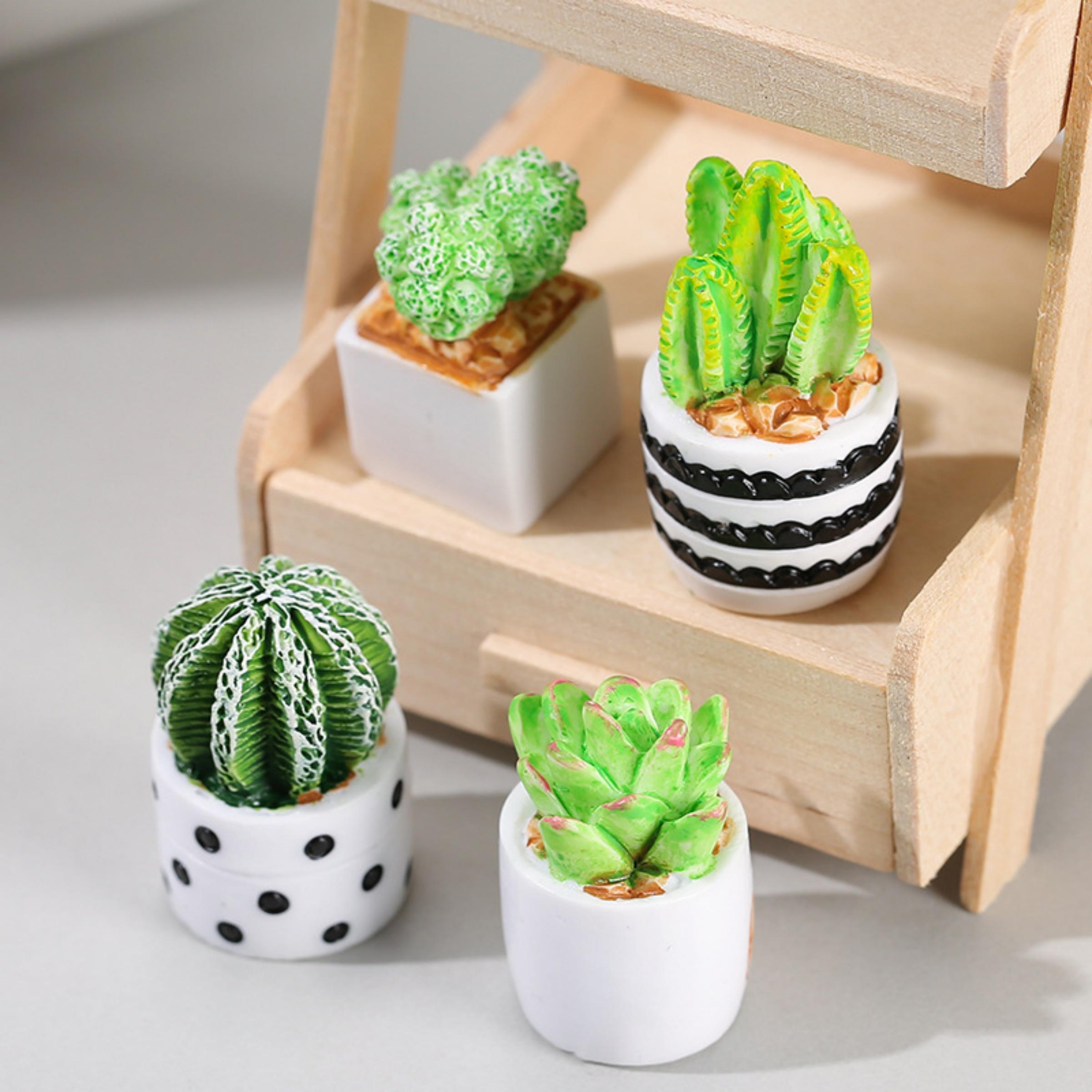 4-Piece Set of Cactus Succulen - đánh giá và giá Echeveria Succulent