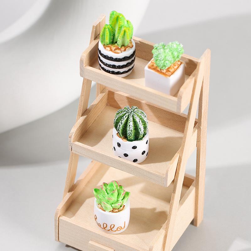 4-Piece Set of Cactus Succulen - đánh giá và giá Echeveria Succulent